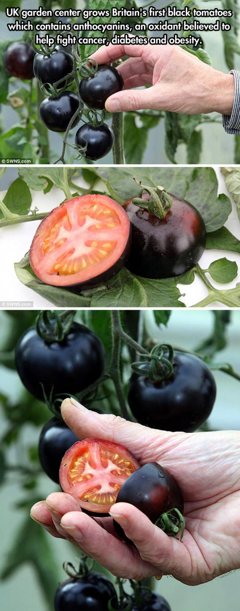 Black Tomatoes