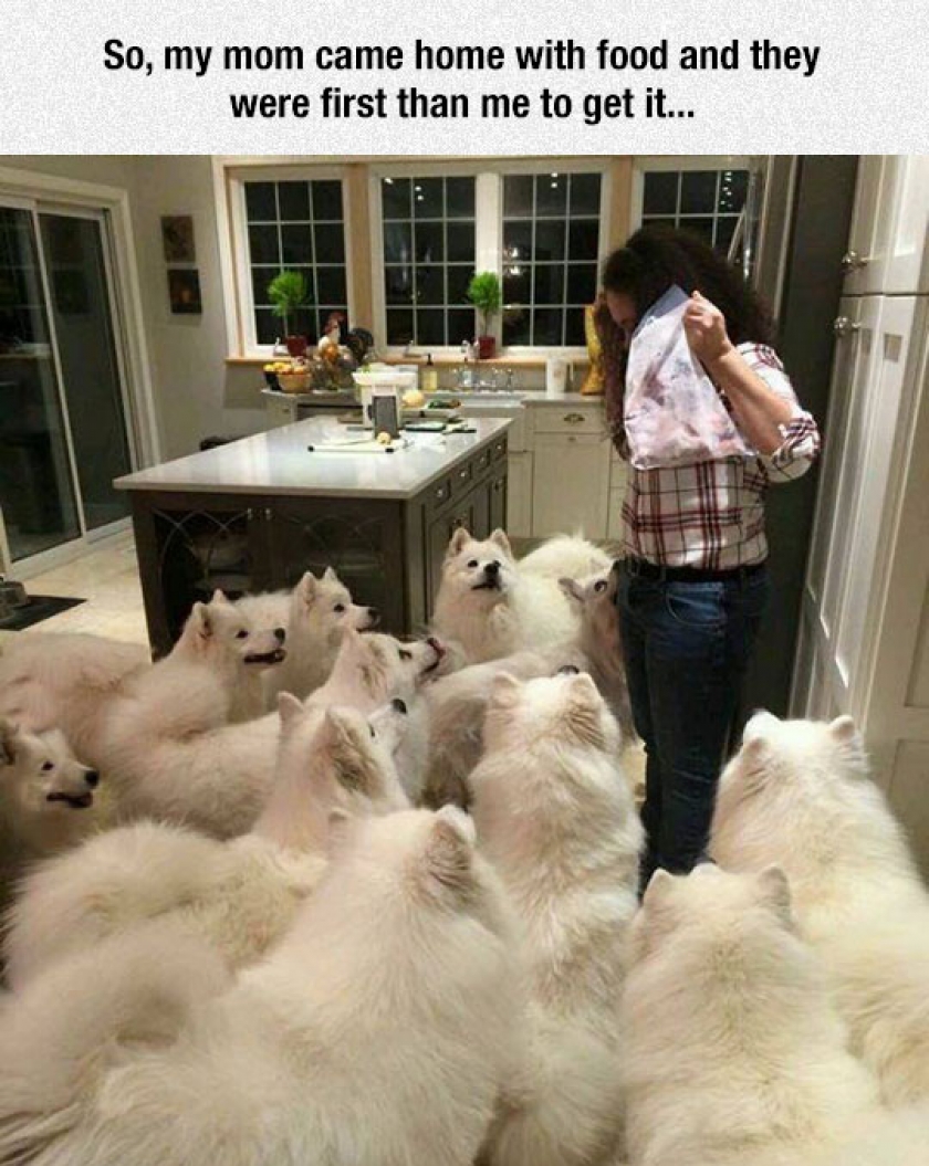 More Dogs Than You Can Handle