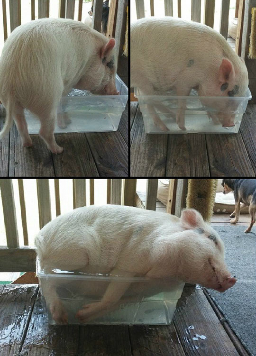 If I Fit I Sit: Pig Version