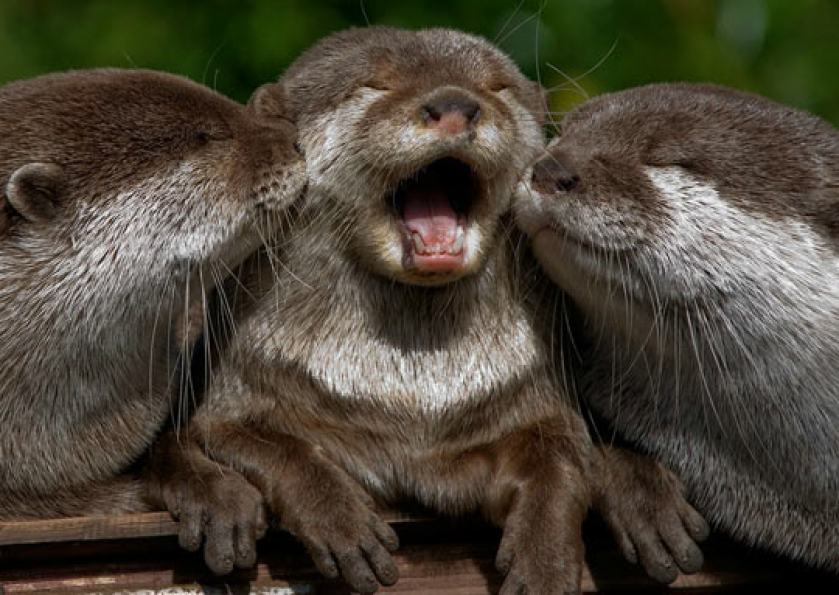 Baby Otter Kissing