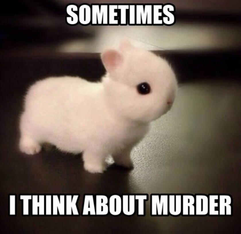 Bunnies Aren’t Just Cute Like Everybody Thinks