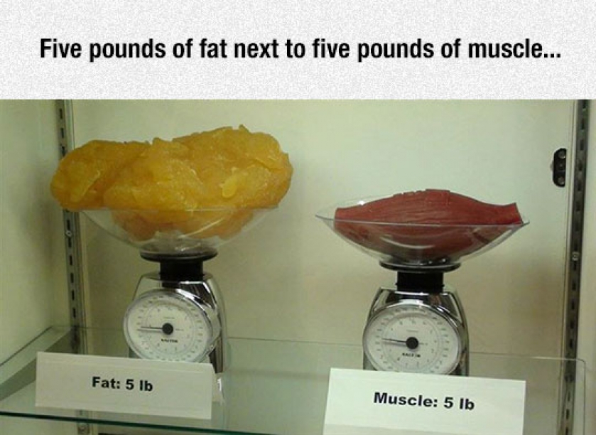 Fat Vs. Muscle Tissue