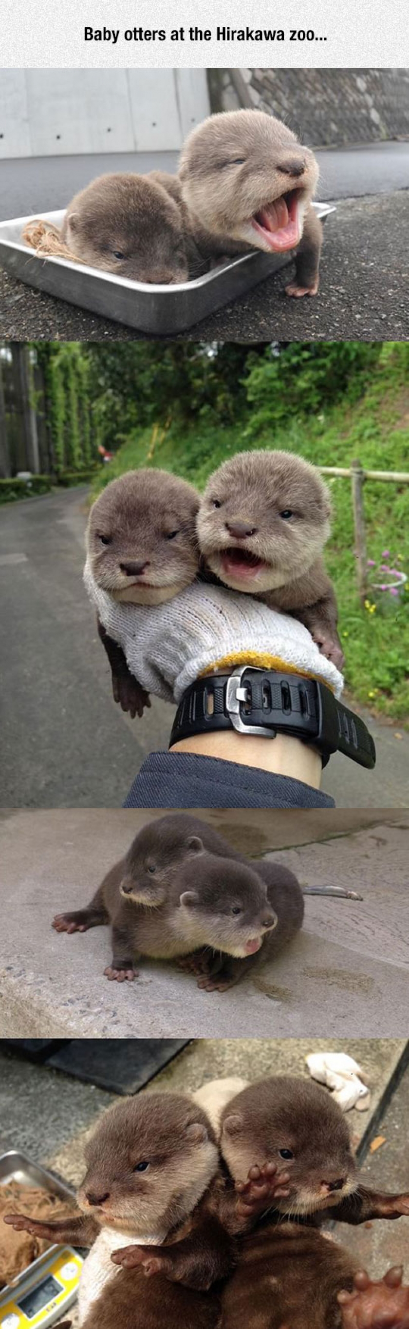 Tiny Baby Otters