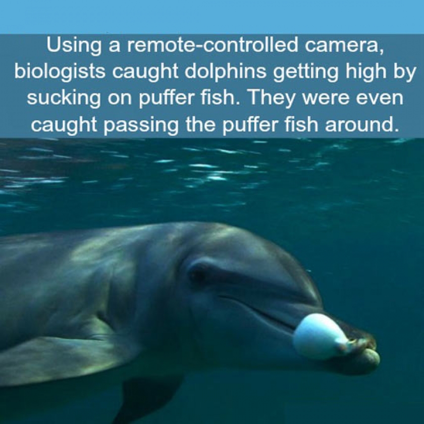 Dolphins Can Also Get High