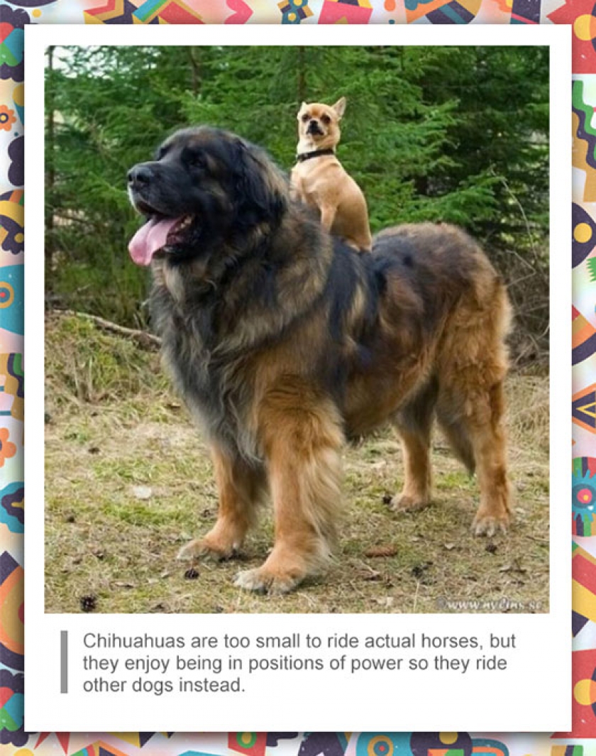Chihuahua Facts