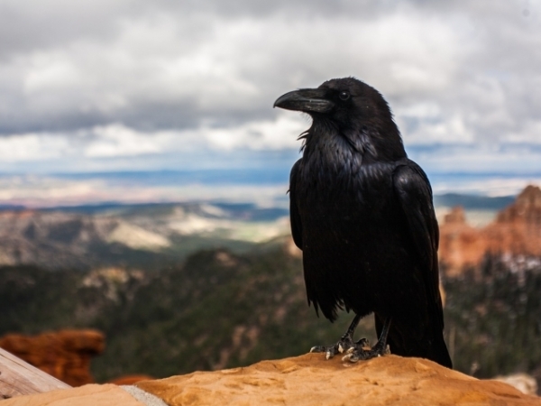 When you see this raven, you feel....