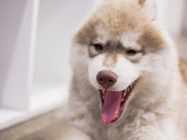 What is your dog's usual response when you sit on the couch?