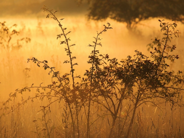 Do you dread the mornings or embrace them?