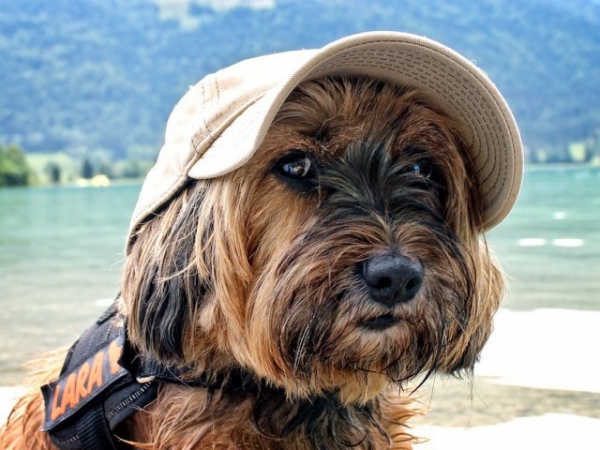 If you were going to take a really long vacation, what would you do with your pet?