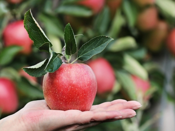 Which fruit would your reach for as a midday snack?