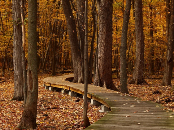 Do you like walking alone or with friends?