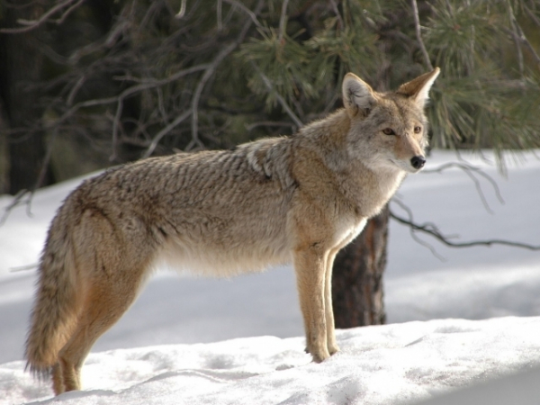 A family took in a coyote because they thought it was a lost dog.