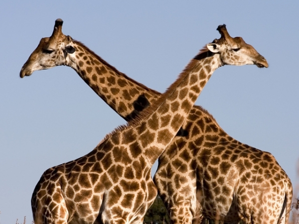 Which safari animal are you most similar to?
