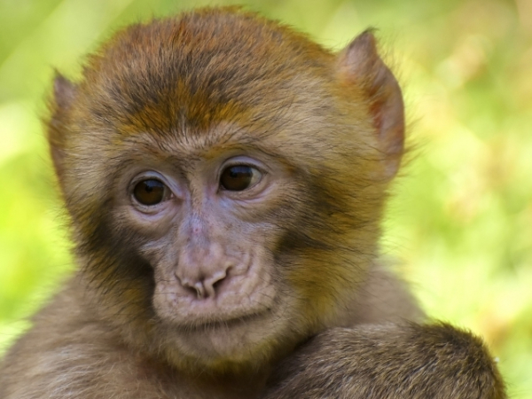 How would you react to seeing a flying monkey?