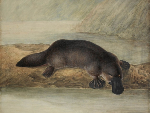 What's the scientific name for a platypus?