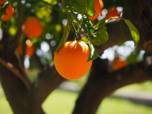 Natalie was sure she got the right answer when her botany teacher asked her to pick out the plant that was not a tree from the list below. Which one would you choose? Peach, plum, walnut, banana.