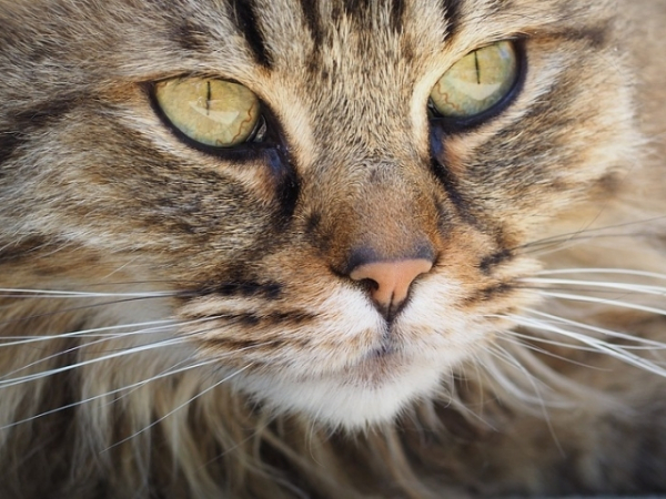 Do you and your pet have the same color hair/fur?