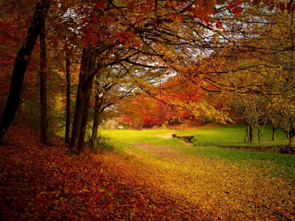 Do you like playing in the leaves?