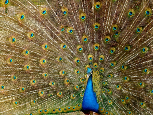 What's the scientific name for a peacock?