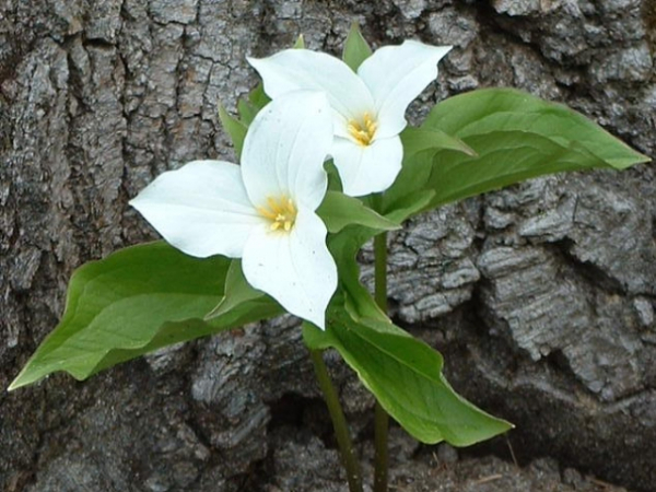 Of the following, which flower is your favorite?