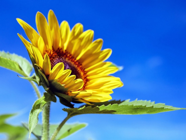 Pick a flower from the blossoms below.