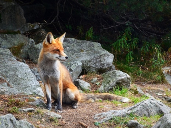 What's the scientific name for a fox?