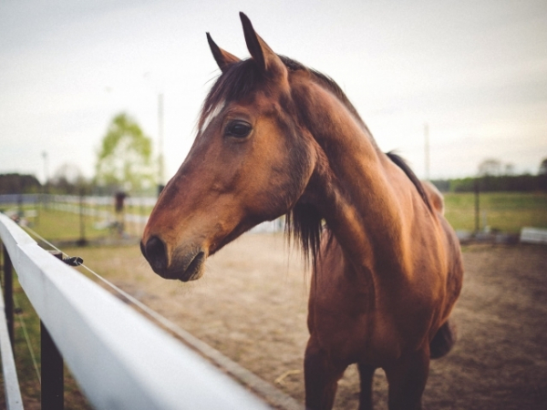 Do you know how to ride a horse?