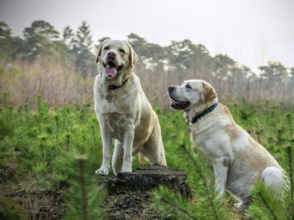 Have you ever considered a career where you take care of animals?