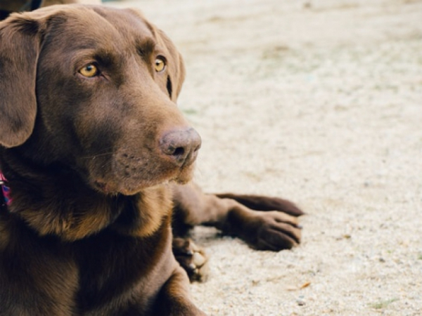 What usually happens if you put your hand in front of your dog?