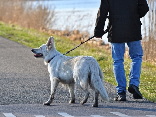 You are walking down the street and pass a person with their dog. What do you do?