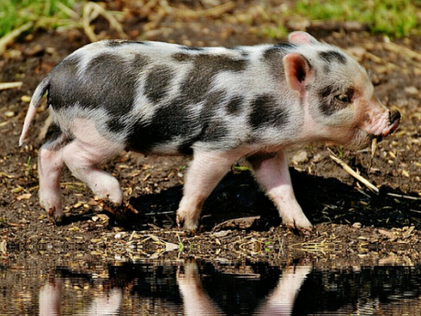 When I say PIGLET, you think...