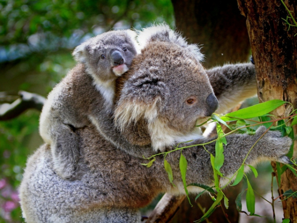 What is your favorite zoo animal?