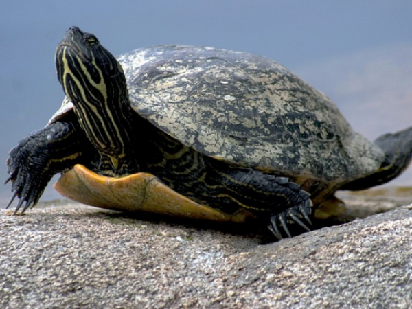 What would your child do if they saw a small turtle trying to cross the road?