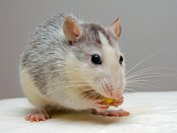 What word would you use to describe a rat?