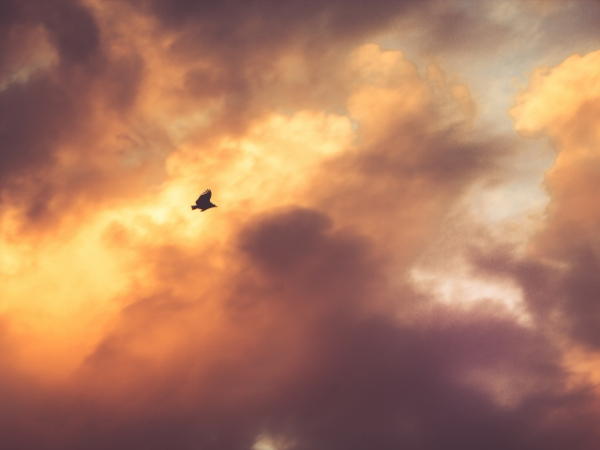 You see birds circling over something ahead on the trail. What does it mean?