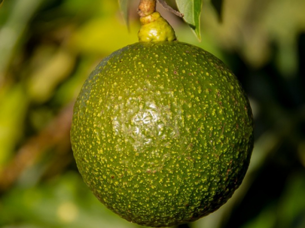 Were you free to pick and eat fruit that was grown in your yard or around your neighborhood?