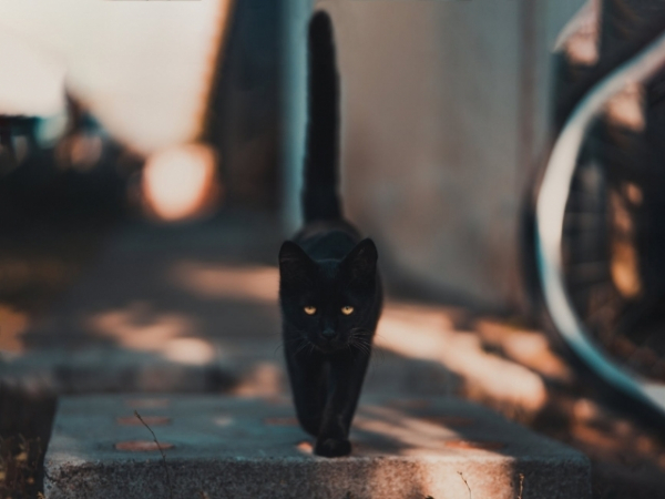 How do you feel when a black cat crosses your path?