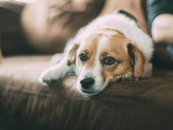 Is your dog allowed to sit on the couch?