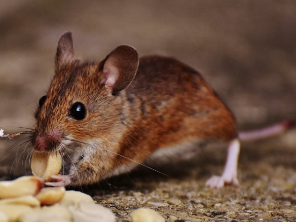 You have mice in your home. How do you handle the problem?