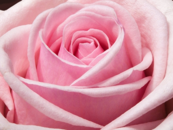 What color rose are you drawn to?