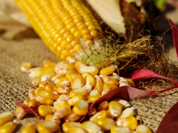 Which type of corn are you most likely to eat?