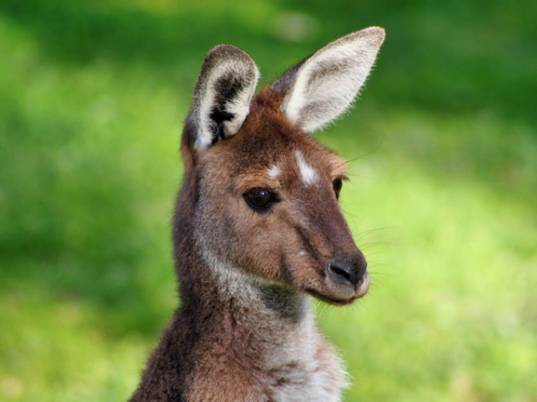 Have you ever seen a kangaroo in real life?