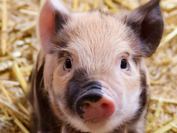 Which baby farm animal makes you feel the warmest and fuzziest?