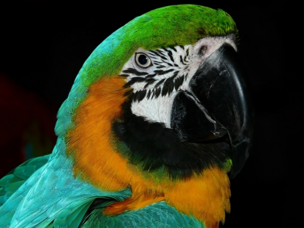 A parrot in Florida learned how to control an Amazon Echo with its voice.