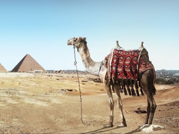 You decide to go on a coach tour of Egypt. By the end of your holiday.....