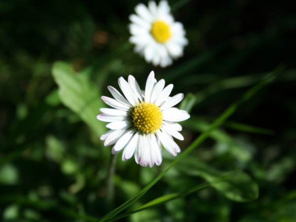 Which flower do you consider the most beautiful?