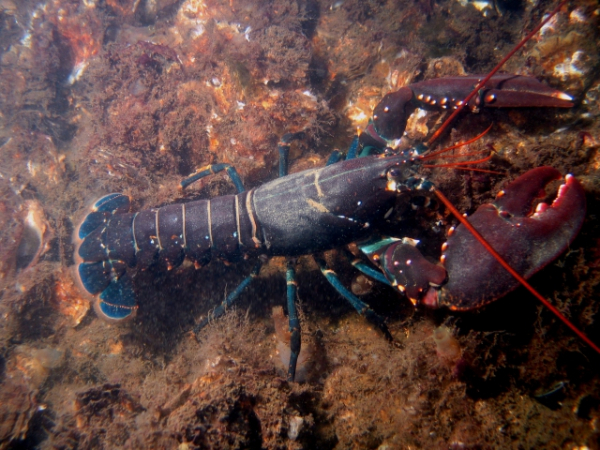 What's the scientific name for a lobster?