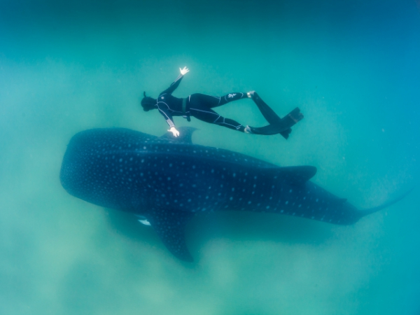 What's the scientific name for a whale shark?