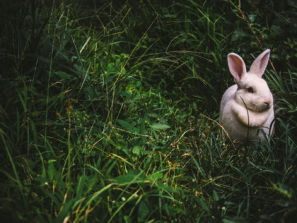 What happens when you make eye contact with your pet?