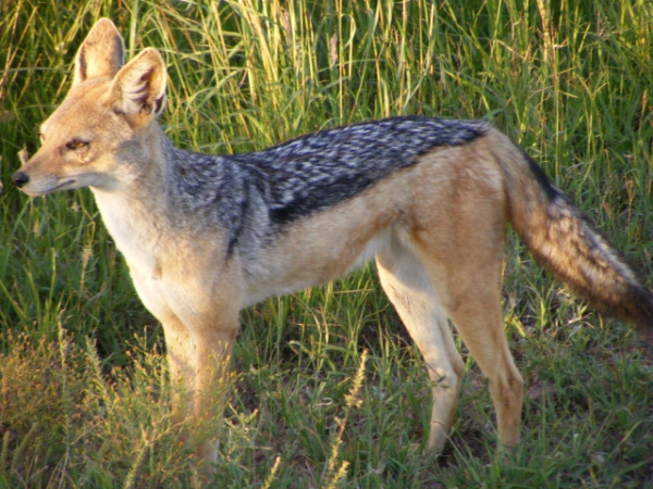 What's the scientific name for a jackal?